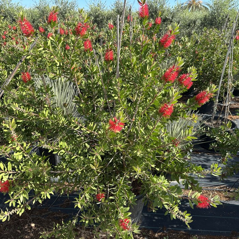 Callistemon, Tyčinkovec ´LAEVIS´ kont. C55L, výška: 150-175 cm